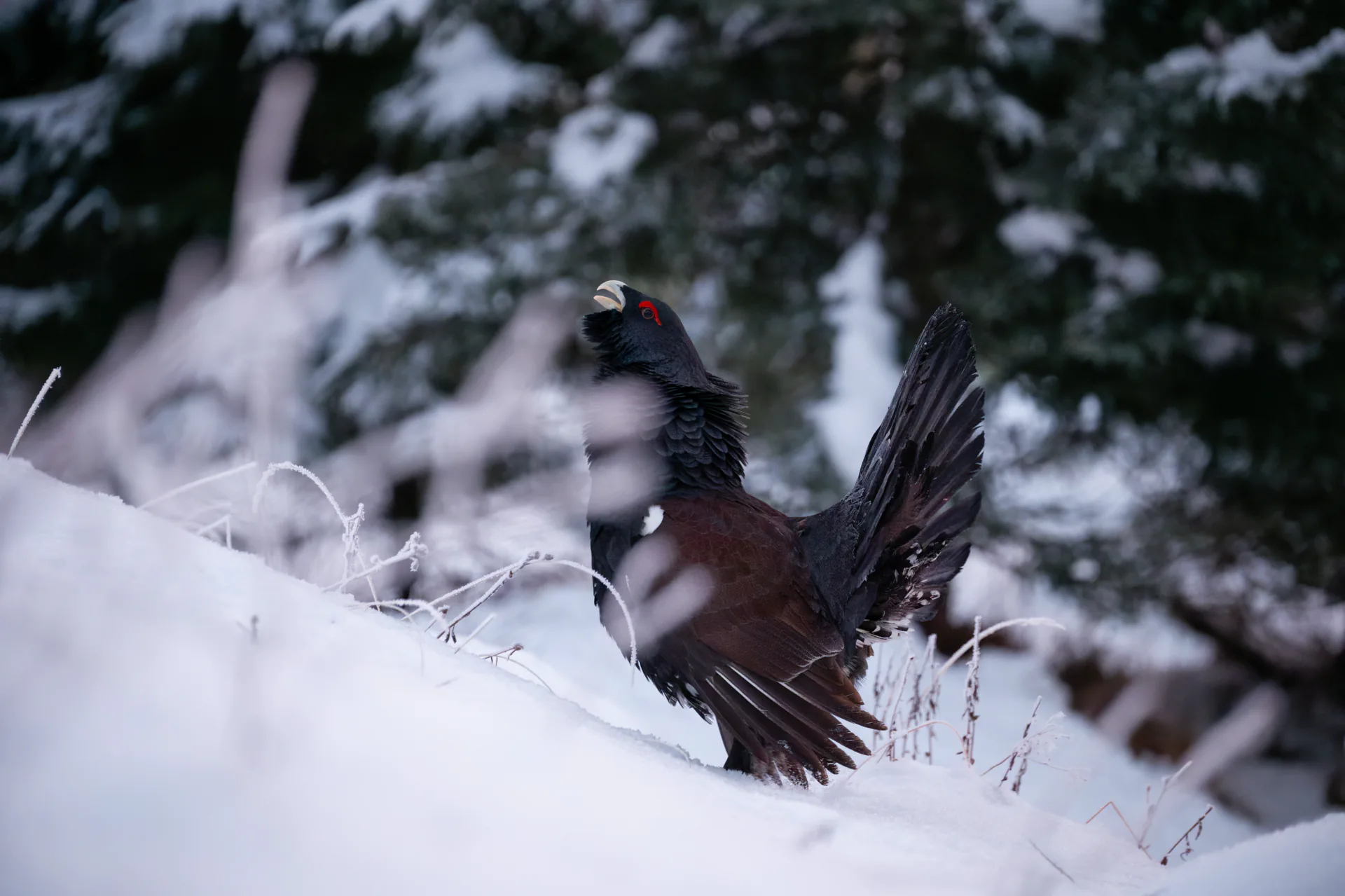 Tetrijeb gluhan u idiličnoj zimskoj kulisi Gorskog kotara